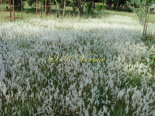  Plants in full bloom